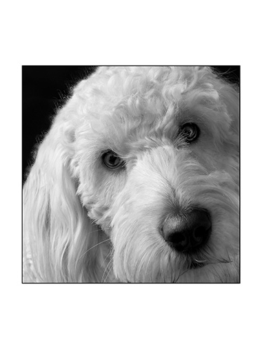 Fotografie Christine Krieger Fotograf Löhne Bad Oeynhausen Herford Fotostudio hochwertige Hochzeitsfotos exklusive Bewerbungsfotos. Familienfotos, Kinderbilder und Portraits sowie Babyfotos, Business Fotos und mehr.